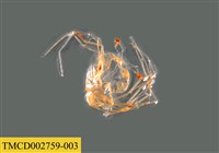 藏品(龍蝦幼體)的圖片